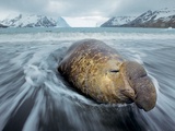 A Bull Elephant Seal in Fortuna Bay Rests in the Surf Zone Photographie par Paul Nicklen