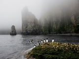 Brunnich's Guillemots Along the Shore of Bjornoya Photographie par Paul Nicklen