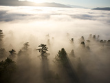 The Largest Patch of Old Growth Redwoods Remaining Photographic Print by Michael Nichols
