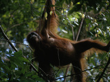 A Female Orangutan, Pongo Pygmaeus, Dangling in a Tree Lámina fotográfica por Tim Laman