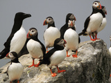 A Razorbill, Alca Torda, Sits Among a Group of Atlantic Puffins Photographie par Darlyne A. Murawski