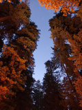 Giant Redwood Trees known as Crown Jewel and the Beast Photographic Print by Michael Nichols