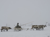 A Komi Reindeer-Herder on the Tundra in Heavy Whiteout Fog Photographic Print by Gordon Wiltsie