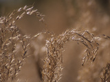 A Close Up of Stalks of Oat Grass Photographic Print by Paul Daimien