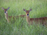 Female Impalas, Aepyceros Melampus, in the Tall Grass Photographic Print by Roy Toft