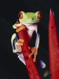 Red-Eyed Tree Frog (Agalychnis Callidryas) on (Heliconia Mathiasii) Rainforest, Costa Rica Fotografie-Druck von Michael and Patricia Fogden/Minden Pictures