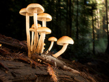 Mushrooms and a Pacific Giant Salamander Photographic Print by National Geographic Photographer