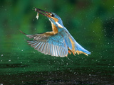 Adult Male Common Kingfisher, Alcedo Atthis, with a Topmouth Gudgeon Photographic Print by Joe Petersburger