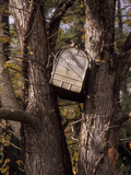 A Mailbox Stuck Between the Branches of a Tree Photographic Print by Paul Daimien