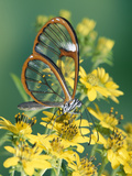 Glasswing Butterfly (Pteronymia Sp) of the Family Ithomiinae, Asteraceae, Cloud Forest, Costa Rica Fotografie-Druck von Michael and Patricia Fogden/Minden Pictures