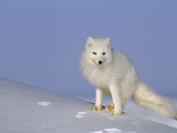 A White Arctic Fox (Alopex Lagopus) Blends with the Snowy Landscape Lámina fotográfica por Norbert Rosing