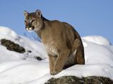 Mountain Lion (Felis Concolor) in Snow, Kalispell, Montana Fotografisk trykk av Matthias Breiter/Minden Pictures Mountain Lion (Felis Concolor) in Snow, Kalispell, Montana Fotografisk trykk av Matthias Breiter/Minden Pictures