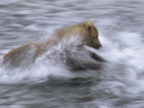 Grizzly Bear (Ursus Arctos Horribilis) Chasing Fish in Shallow Water, Katmai National Park, Alaska Fotografisk trykk av Matthias Breiter/Minden Pictures Grizzly Bear (Ursus Arctos Horribilis) Chasing Fish in Shallow Water, Katmai National Park, Alaska Fotografisk trykk av Matthias Breiter/Minden Pictures