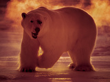 A Polar Bear Hunts in -40 Celsius Temperatures at 3 A.M Photographic Print by Paul Nicklen