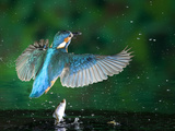 An Adult Male Common Kingfisher, Alcedo Atthis, Drops His Fish Photographic Print by Joe Petersburger