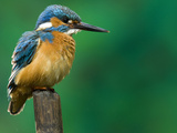 An Adult Male Common Kingfisher, Alcedo Atthis, Perches on a Branch Photographic Print by Joe Petersburger