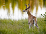 Male White-Tailed Deer Looking over His Shoulder Photographic Print by Roy Toft