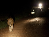 An African Lion, Panthera Leo, in the Headlights of a Vehicle Photographic Print by Roy Toft