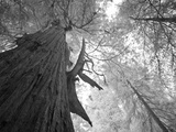 An over 300 Foot Giant Redwood Tree Photographic Print by Michael Nichols
