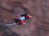 Pair of Green-Winged Macaws, Ara Chloropterus, in Flight Photographic Print by Roy Toft