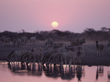 Zebra (Equus Burchellii) at Waterhole During Sunset, Etosha National Park, Namibia Fotografie-Druck von Michael and Patricia Fogden/Minden Pictures