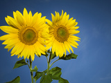 Sunflowers Against a Blue Sky, Helianthus Petiolaris Photographic Print by Joe Petersburger