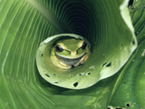 Masked Puddle Frog (Smilisca Phaeota) Sleeping on Heliconia Leaf, Rainforest, Costa Rica Photographic Print by Michael and Patricia Fogden/Minden Pictures