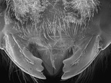 Sem Close-Up of Mandibles of a Carpenter Bee (Xylocopa Violacea) Ay 14X Magnification Photographic Print by Albert Lleal/Minden Pictures