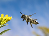 Leafcutter Bee (Megachile Sp) Flying Towards a Goldenrod (Solidago Sp) Flower, North America Photographic Print by Michael Durham/Minden Pictures