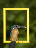 Adult Male Common Kingfisher, Alcedo Atthis, Holds a Topmouth Gudgeon Photographic Print by Joe Petersburger