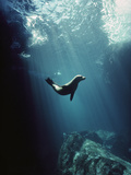 Galapagos Sea Lion (Zalophus Wollebaeki) Pup in Undersea Cave, Seymour Island, Galapagos Islands Photographic Print by Tui De Roy/Minden Pictures