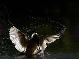 An Adult Female Common Kingfisher, Alcedo Atthis, Emerges with a Fish Photographic Print by Joe Petersburger