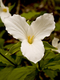 The Trillium Flower, the Official Flower of the Province of Ontario Photographic Print by Kenneth Ginn