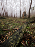 Mount Lofty Stringy Bark Forest on a Foggy Morning Photographic Print by Brooke Whatnall