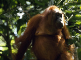 Female Orangutan, Pongo Pygmaeus, Portrait Lámina fotográfica por Tim Laman