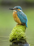 Adult Male Common Kingfisher, Alcedo Atthis, on a Mossy Branch Photographie par Joe Petersburger