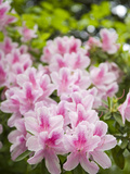 Pink Rhododendron Flowers in Piedmont Park, Atlanta Photographic Print by Krista Rossow