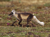 An Arctic Fox (Alopex Lagopus) Running across the Tundra in Summer Lámina fotográfica por Norbert Rosing