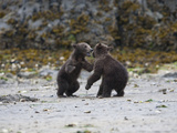 Alaskan Brown Bear, Ursus Arctos, Cubs at Play Photographic Print by Roy Toft