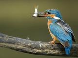 Adult Male Common Kingfisher, Alcedo Atthis, Perches Holding a Fish Photographie par Joe Petersburger
