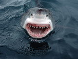 Great White Shark (Carcharodon Carcharias) Close-Up, South Australia Photographie par Mike Parry/Minden Pictures