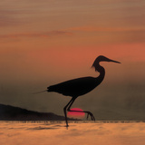 Little Egret (Egretta Garzetta) Silhouetted at Sunset, Africa Photographic Print by Tim Fitzharris/Minden Pictures