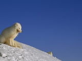 A White Arctic Fox (Alopex Lagopus) Sits Atop a Knifelike, Icy Ridge Lámina fotográfica por Norbert Rosing