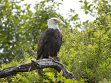 An American Bald Eagle, Haliaeetus Leucocephalus, Perched in a Tree Photographic Print by Roy Toft