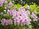 Pink Rhododendron Flowers in Piedmont Park, Atlanta Photographic Print by Krista Rossow