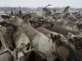 Reindeer Panic and Climb Atop Each Other in a Temporary Pen Photographic Print by Gordon Wiltsie