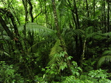 Lush Vegetation in El Yunque National Forest Photographic Print by Raul Touzon