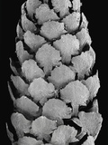View of a Male Italian Stone Pine (Pinus Pinea) Flower and Cone-Shaped Stamens, 14X Magnification Photographic Print by Albert Lleal/Minden Pictures