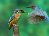 Adult Female Common Kingfisher on a Twig and a Male Flying Behind Her Photographic Print by Joe Petersburger