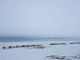 A Reindeer Caravan Herded by the Last Nomadic Komi Clan on the Tundra Photographic Print by Gordon Wiltsie
